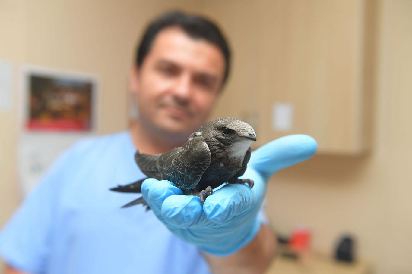 Bursa’da yavru ebabil kuşu bulundu